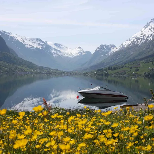Et hav av gule blomster ved vannkanten med fjellrefleksjon.