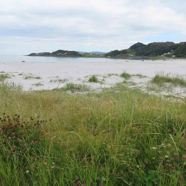 Kystlandskap med gresskledd strandlinje og rolig sjø.