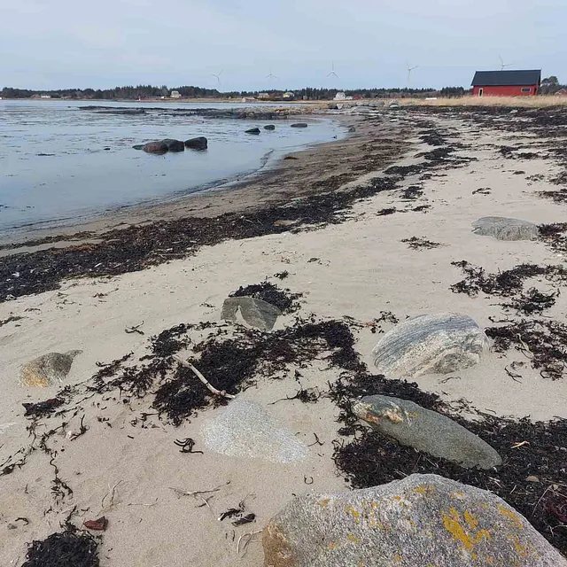 Sandstrand med tang og rullesteiner i vannkanten.