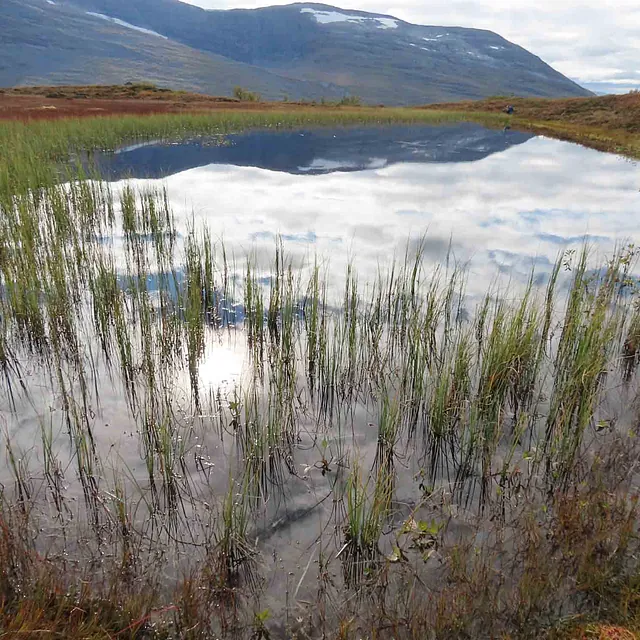 Myrull og gress i vannkanten ved et lite tjern på fjellet.