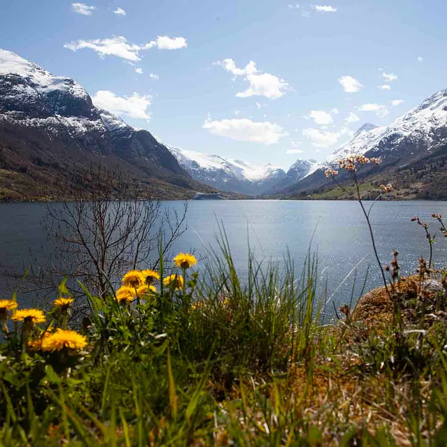 Gule løvetann i forgrunnen ved en blikkstille innsjø som speiler delvis snødekte fjellsider.
